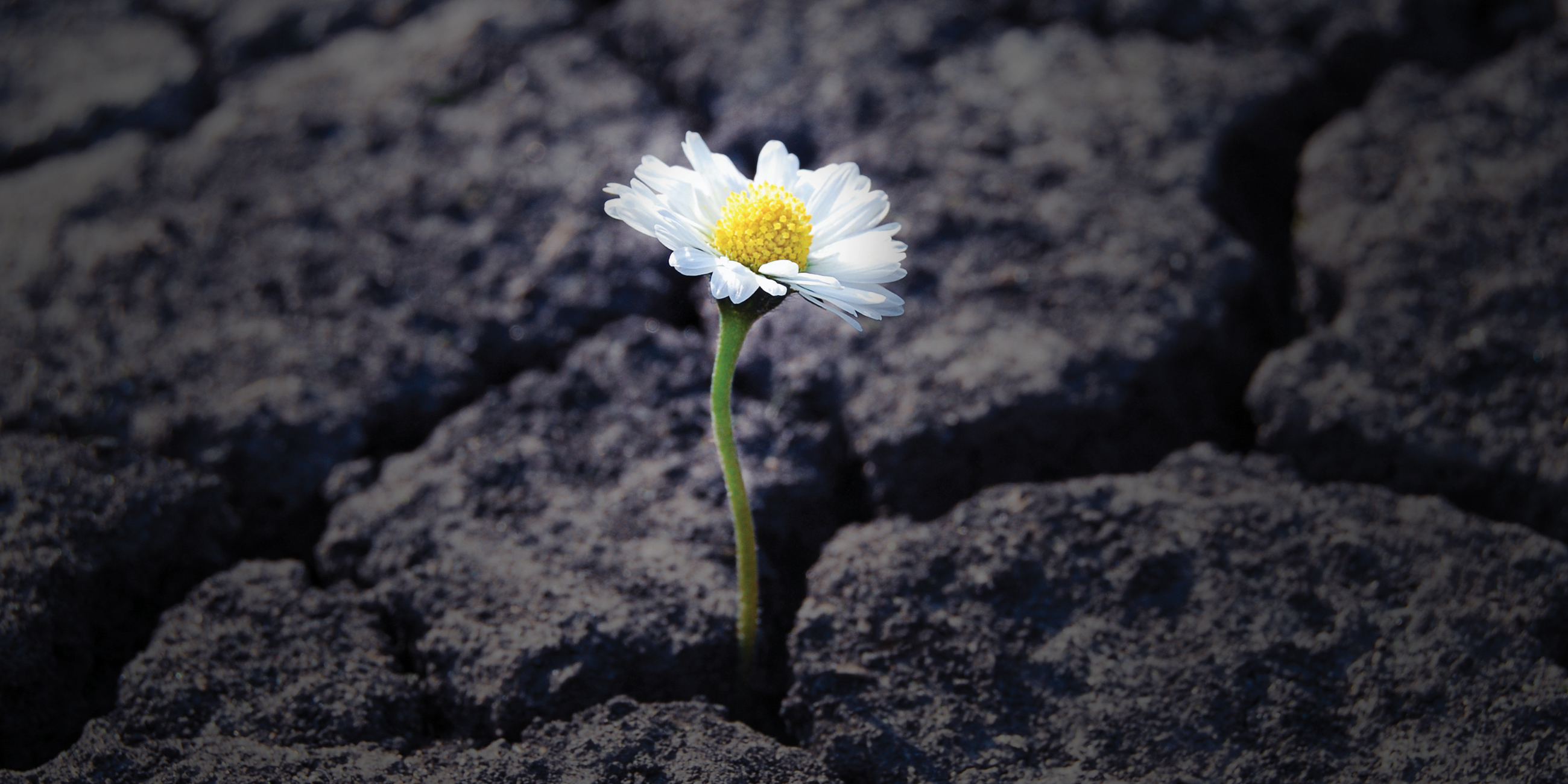 Conférence « Préserver notre santé mentale en cultivant la résilience »